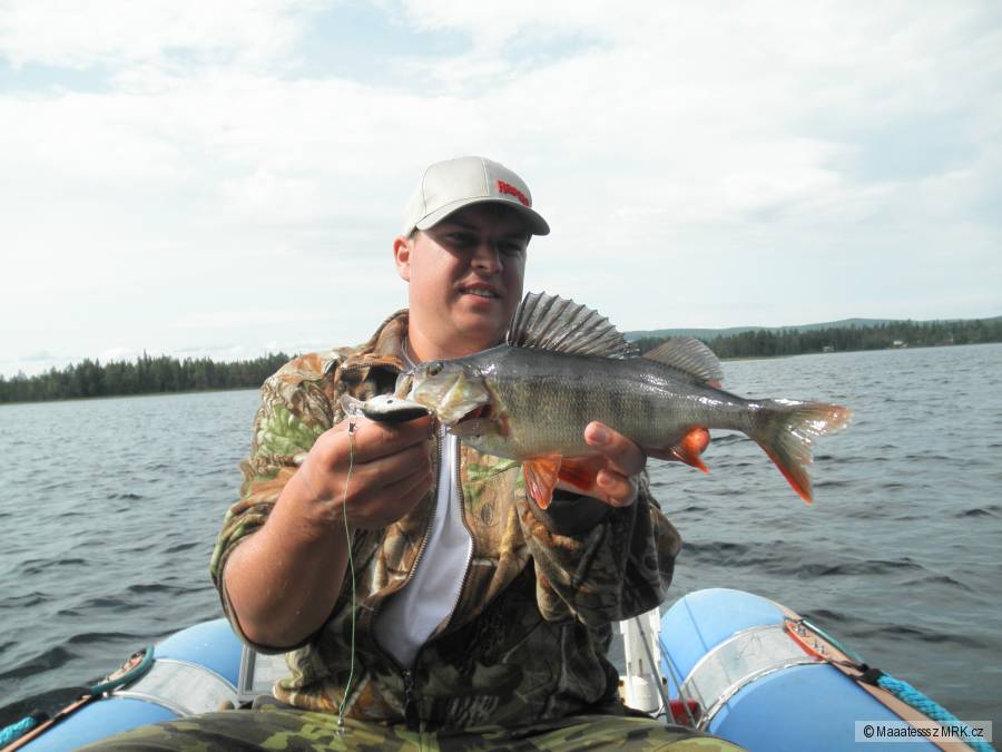 Okoun vs. Rapala DTčko Švédsko
