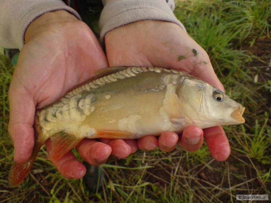 Mini lysáček