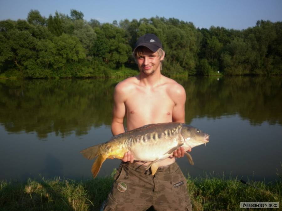 Kamaráduv lisec