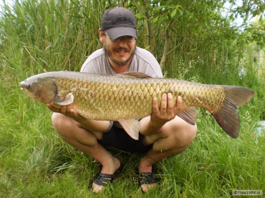 krásný 100cm amur
