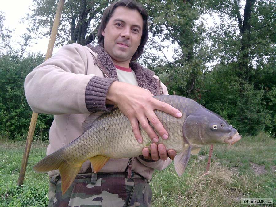 Čehovice kapr 60