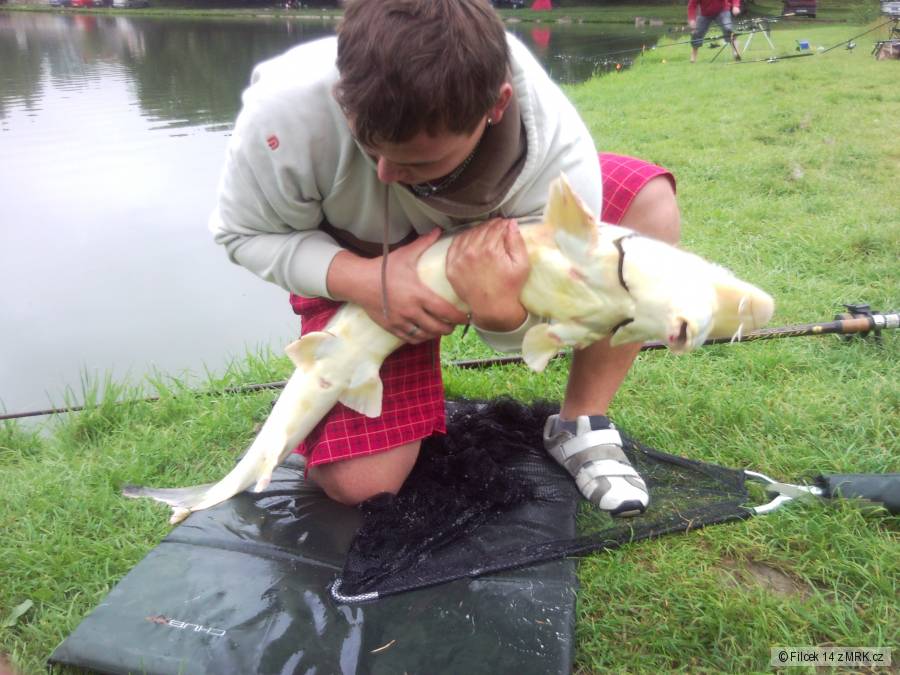 Jeseter 127cm