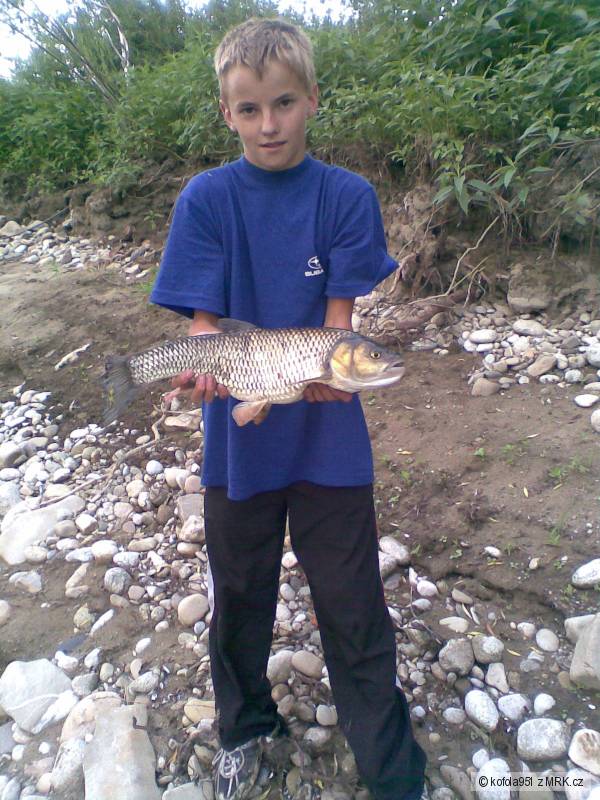Jalec 52cm