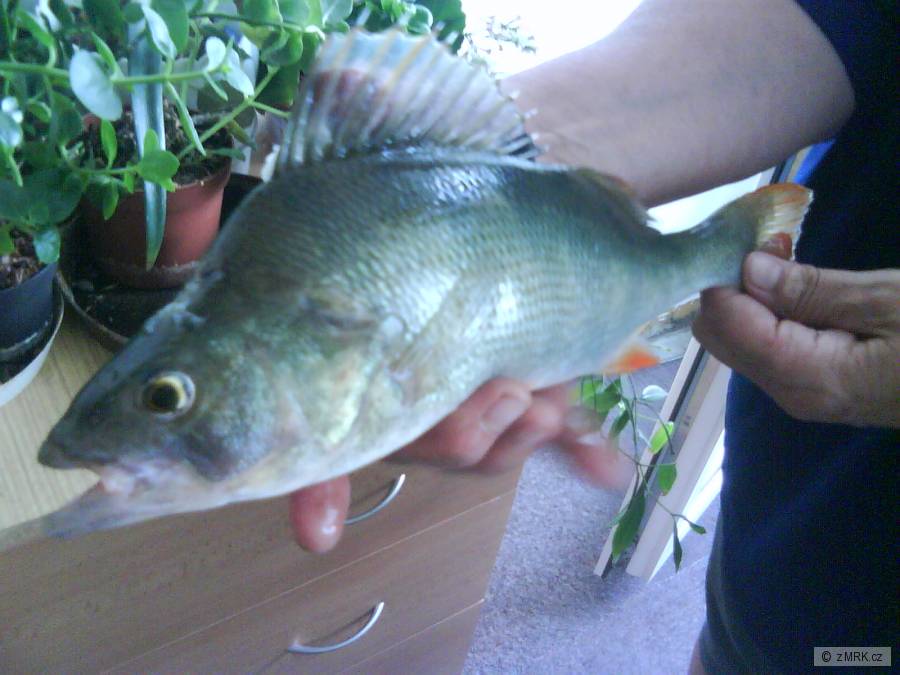 Okoun-33cm