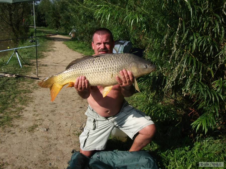 83cm , 11kg