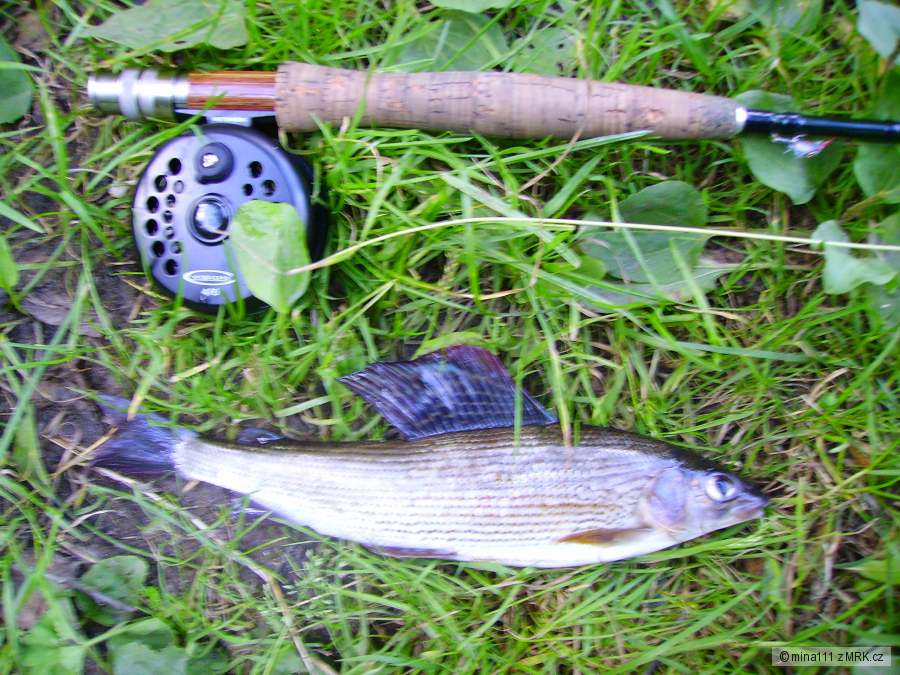 lipan 27cm na nymfu