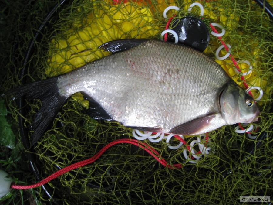 Lačnovský cejn, 36 cm