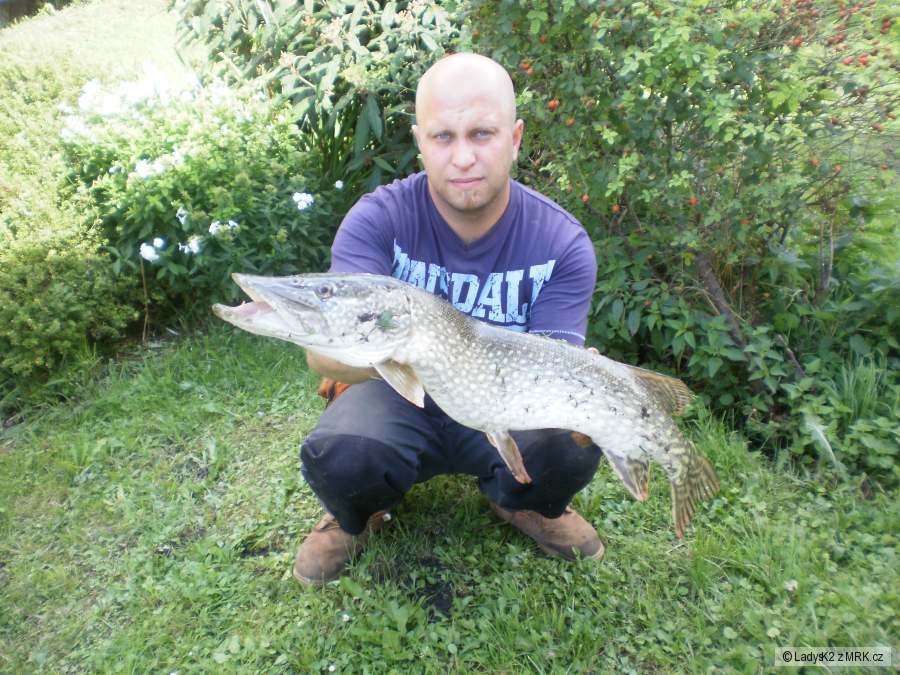 Štika 82cm,4kg