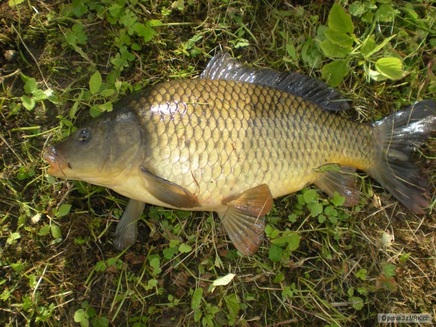 Kapr-48cm