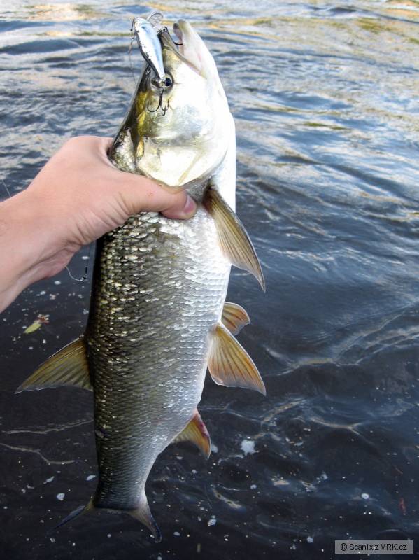Dal�� bolen na Salmo Thrill...