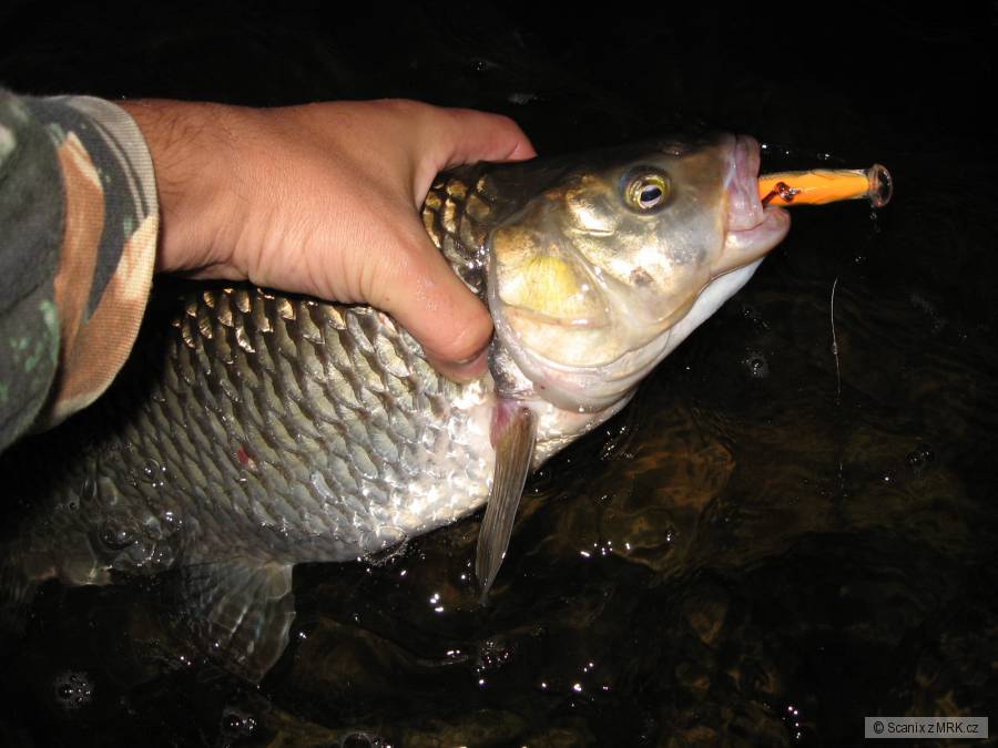 Ranní bolen 54cm na Rapala wobler