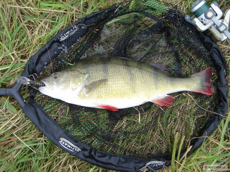 45cm