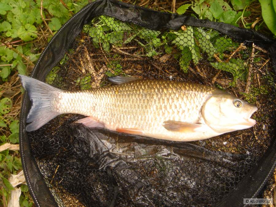 boilies