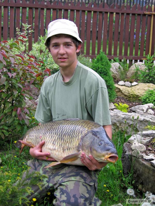kapr 81cm 10,4kg