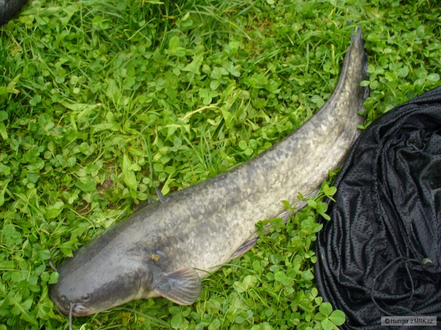 Sumeček, 80cm, 5kg
