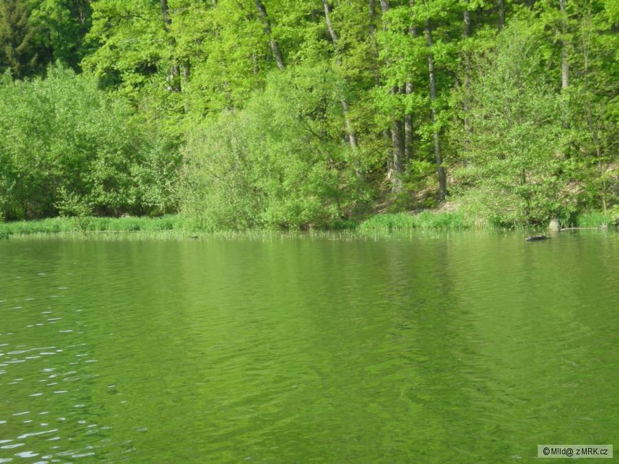 příroda v Green designu :-)