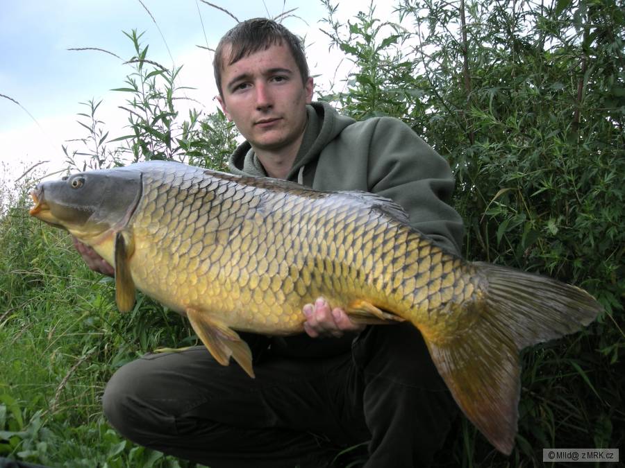 žluťoučká 9,75 kg; 81 cm