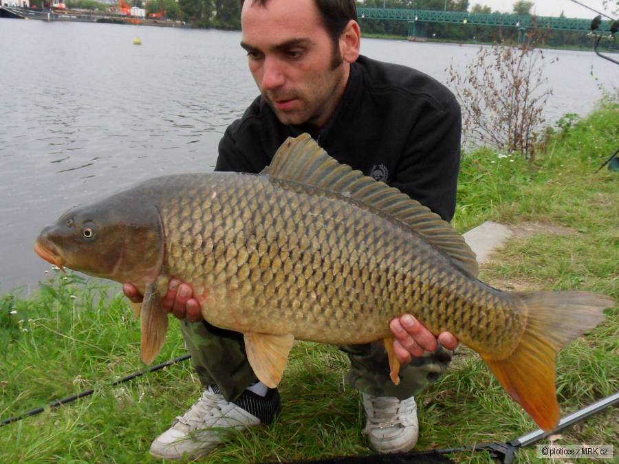 Kapřík 75cm z Vlatvy