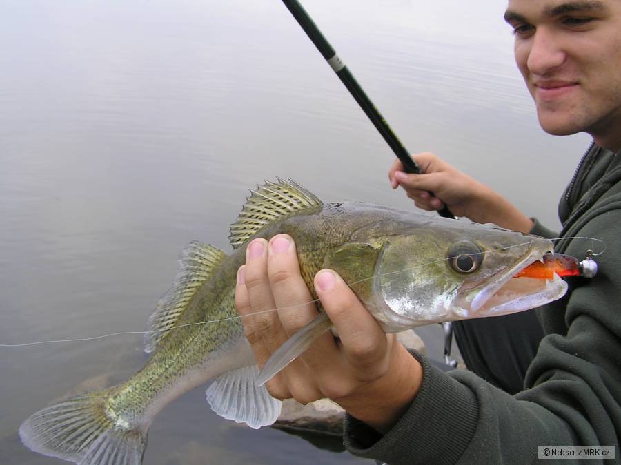 Zubač