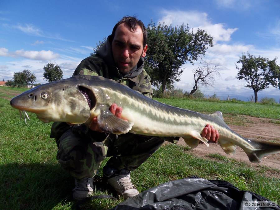 jeseter 112cm pískovna