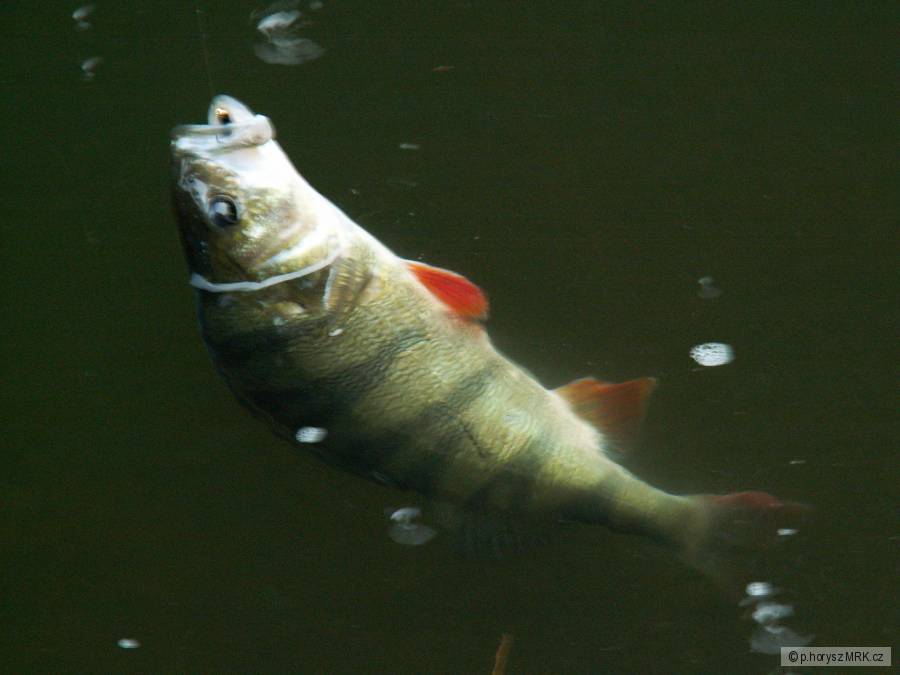 Okoun 35cm