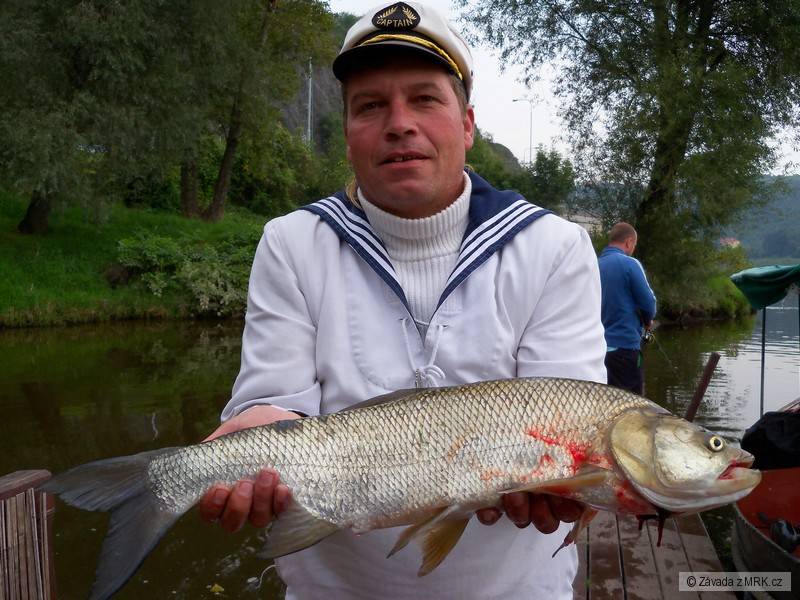 Bolen dravý 70 cm