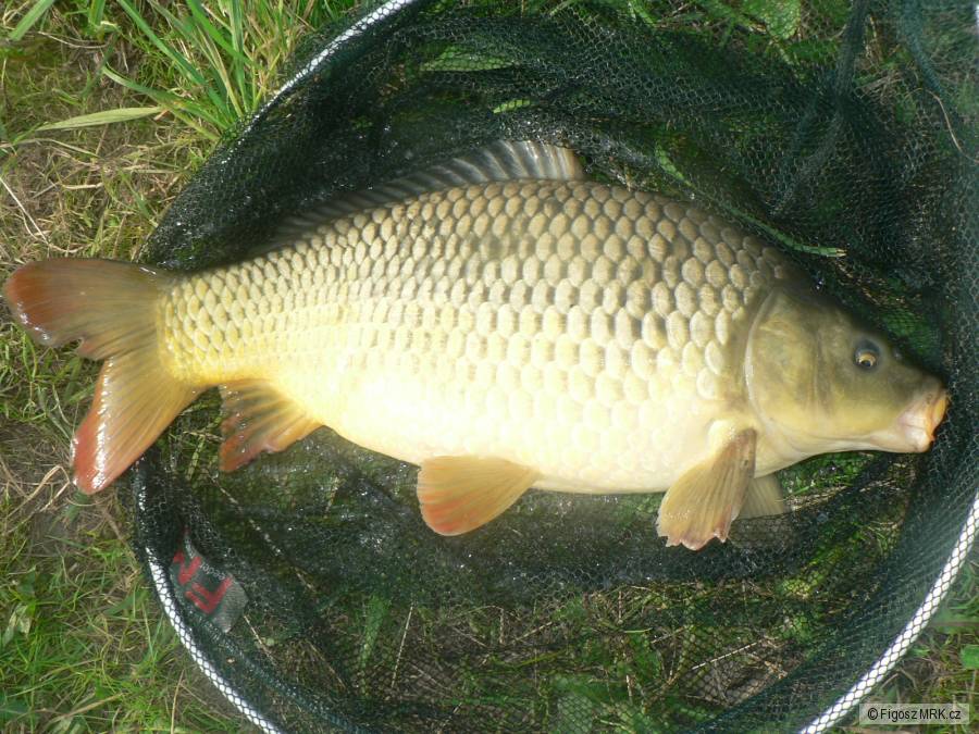 Labský kapřík 53cm