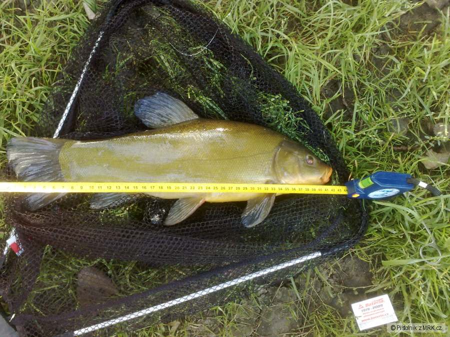 Lín obecný 41 cm
