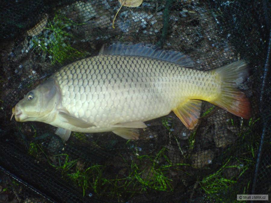 Krásně zbarvený