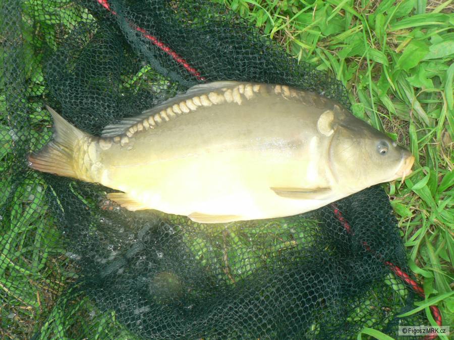Labe 53cm
