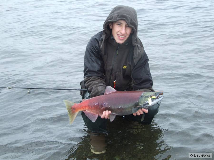 sockeye jikernačka
