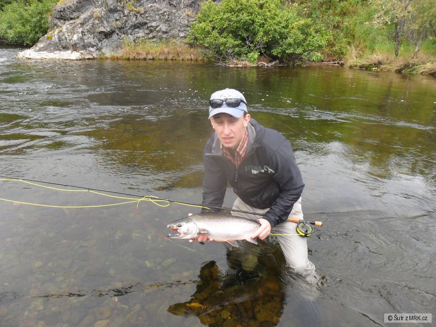 coho