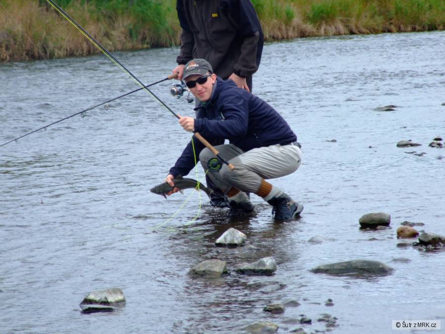 dolly varden