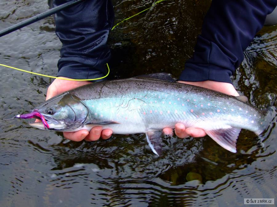 dolly varden