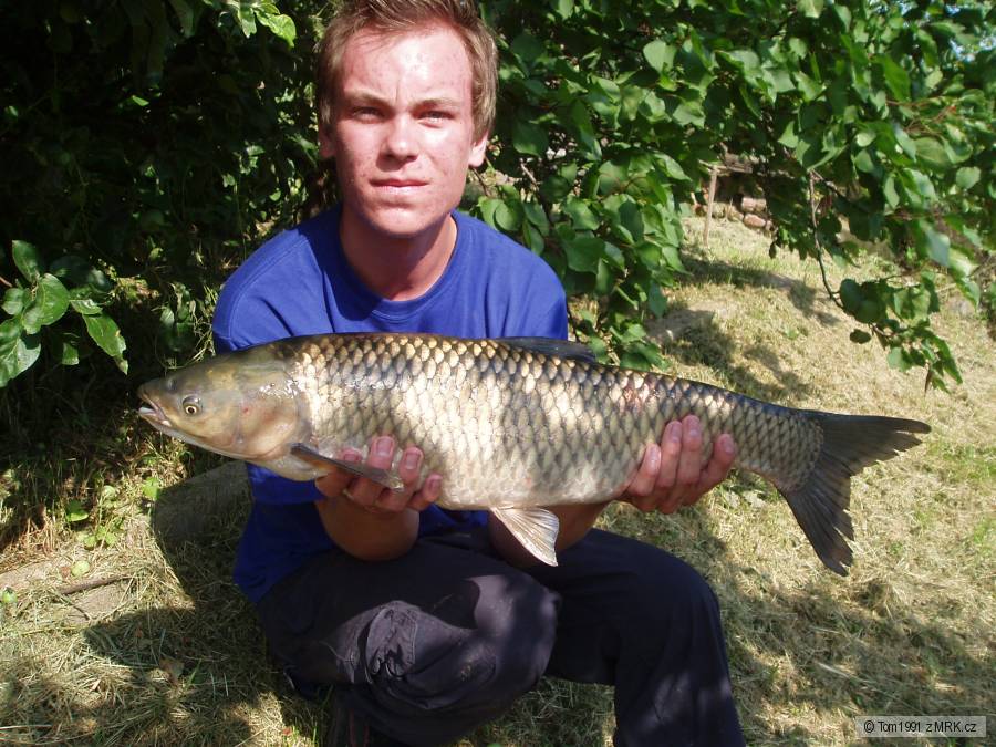 AMUR 81cm