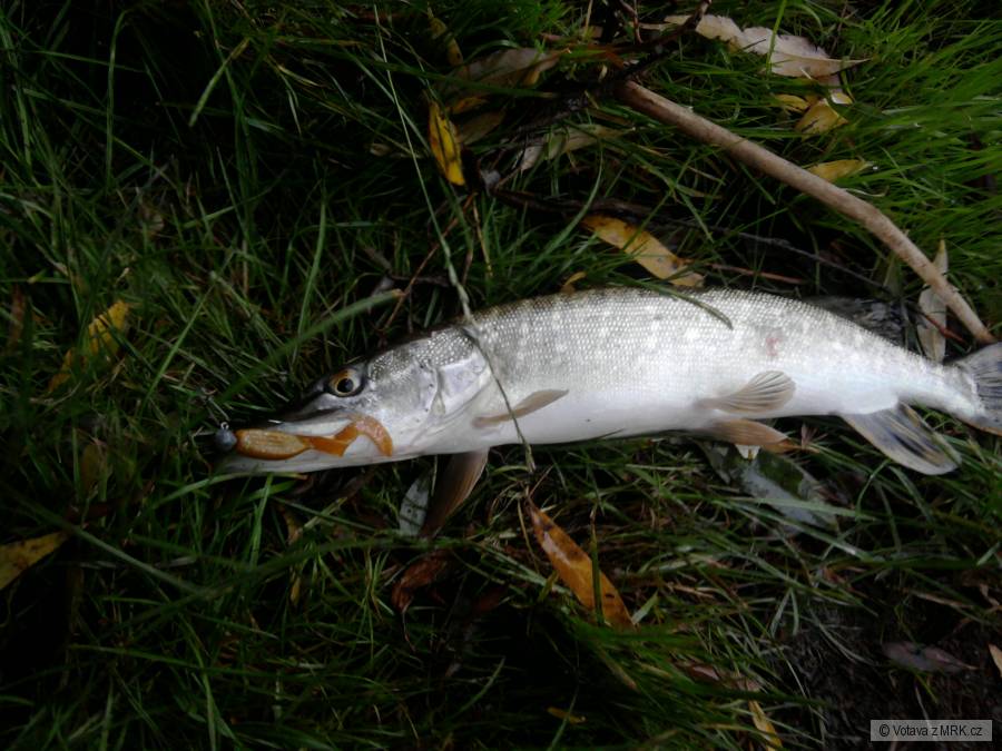 Štika-40cm