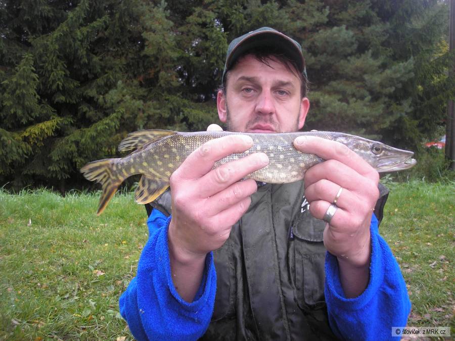 otcova štička 50 cm