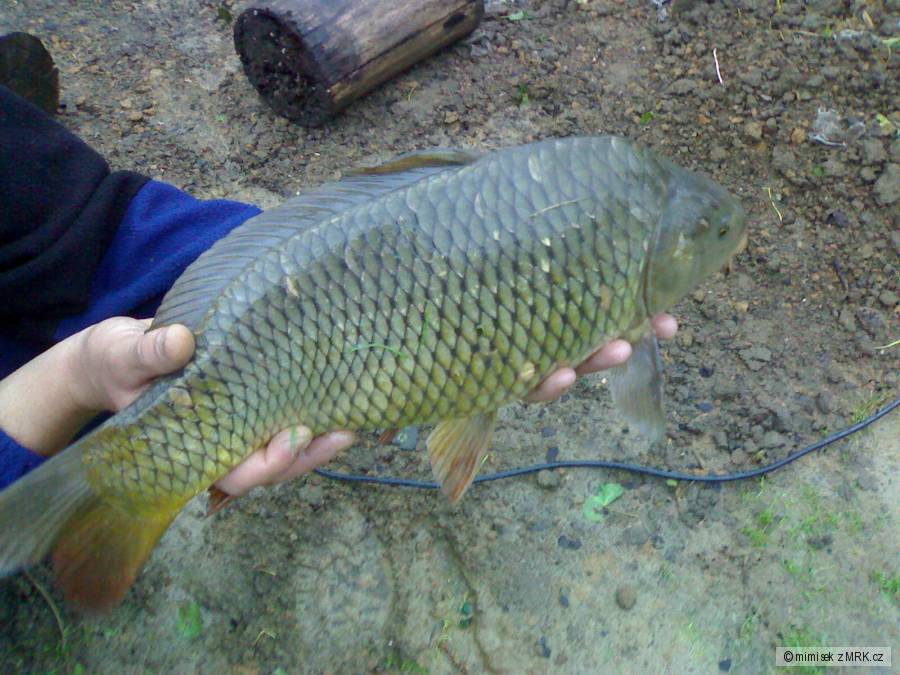 kapr 59cm 5.2kg