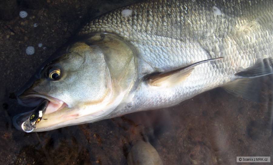 Bolen, který si vyšlápl na Salmo Thrill