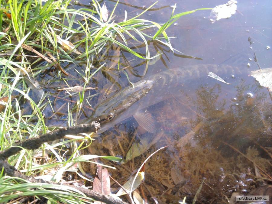Esox lucius