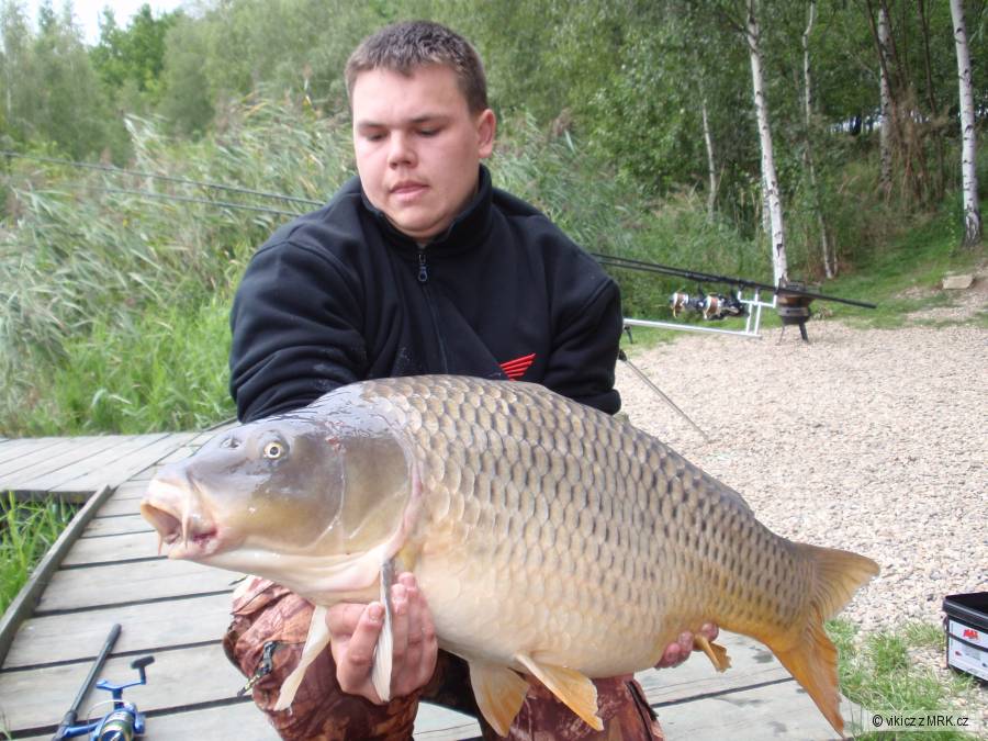 kapr 88cm 15kg