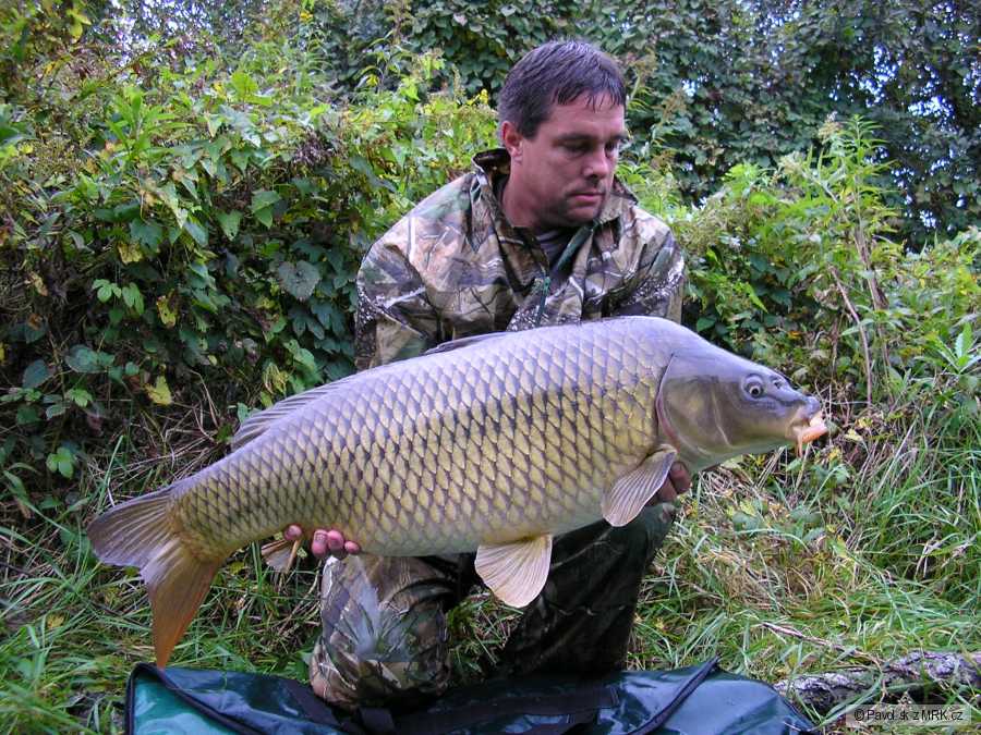 101cm 16,80kg
