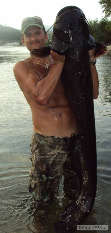 Ebro 171cm-34kg