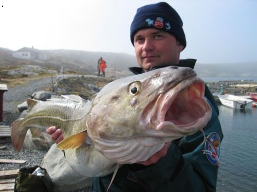Treska 15kg,116cm