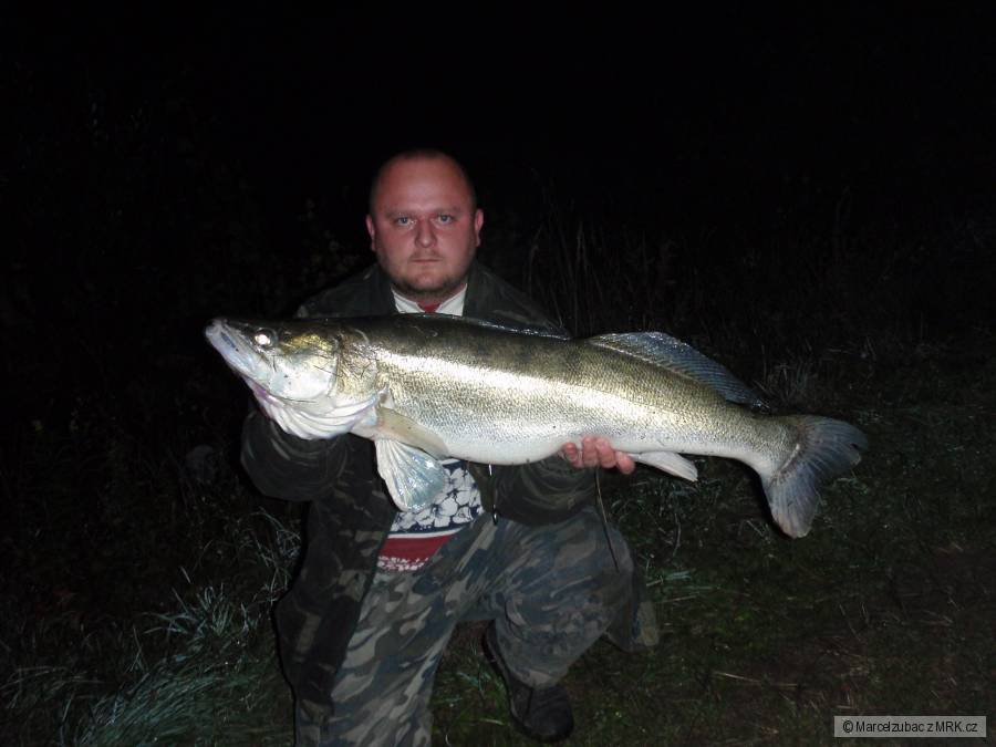 Zubáč obyčajný 96 cm 9 kg