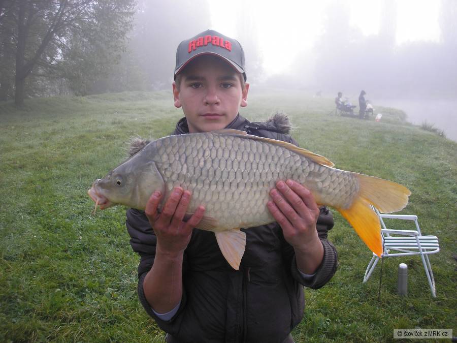 kamošuv kapr 65 cm