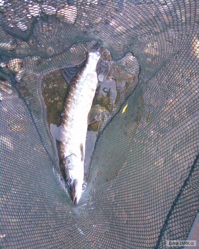 štika 54cm