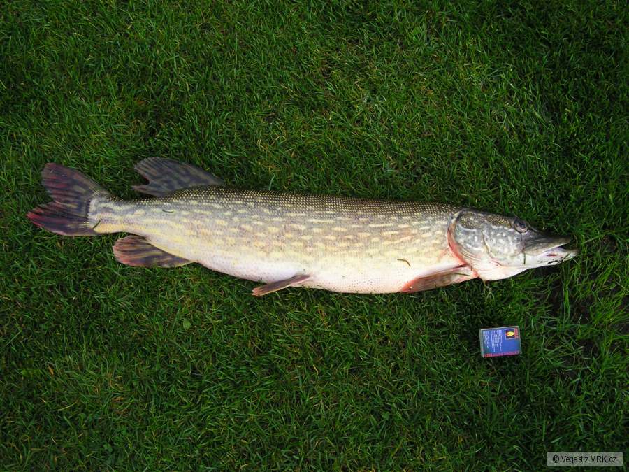 Štika r.2007 č.2