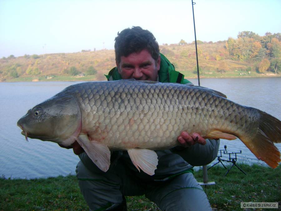 jestřabice kapr 86cm 13,50 kg