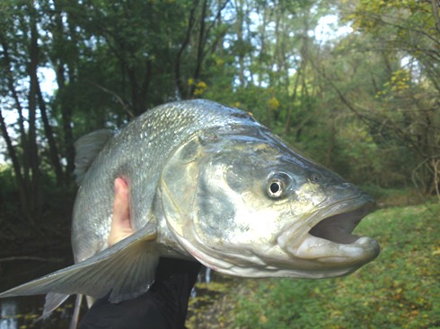 Boeln 82 cm 